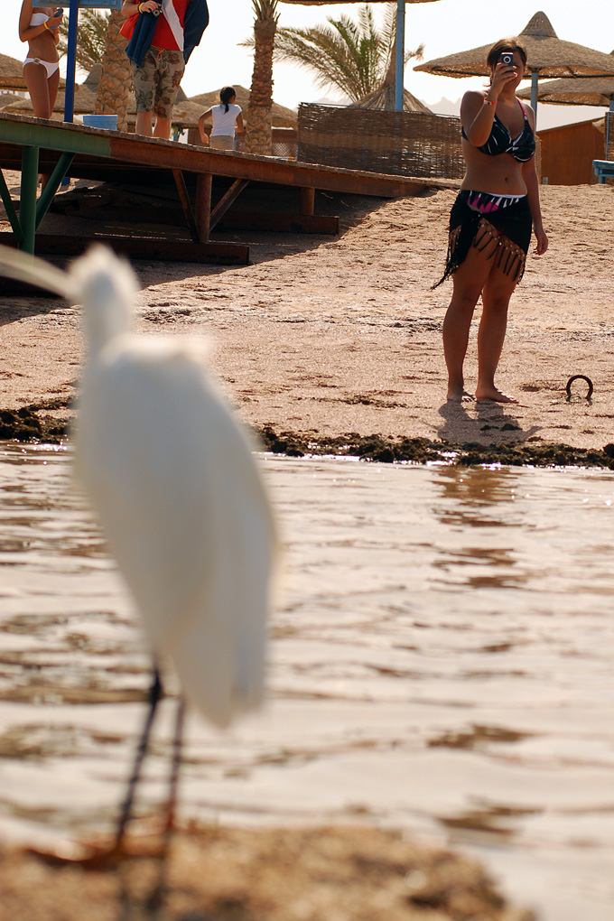 Che carino l'airone...