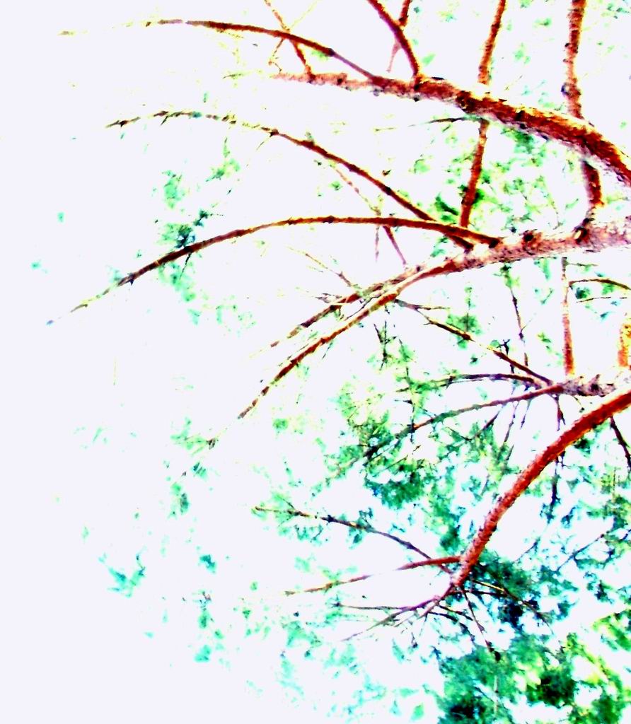 L' albero nel dormiveglia