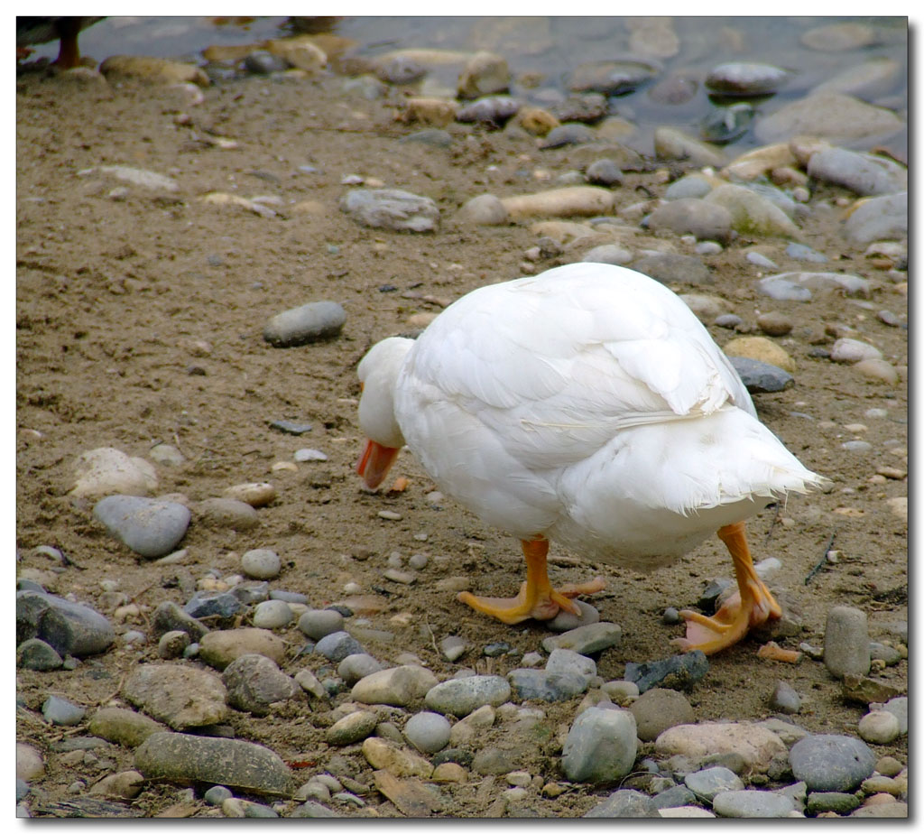 Ufffiiiiiiiii che pizzzzzzza 'sti fotografi della domenica!!!QUA QUA QUA