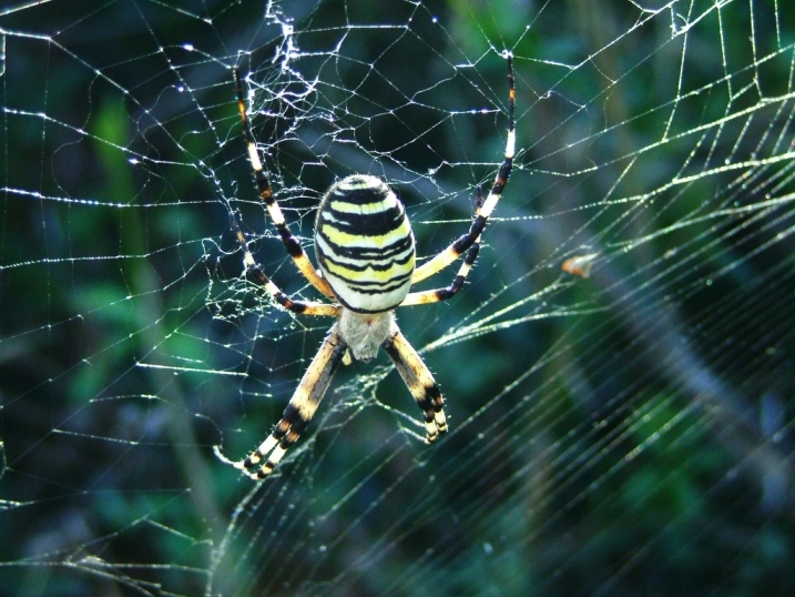 argiope