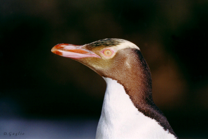 Pinguino New Zelandese