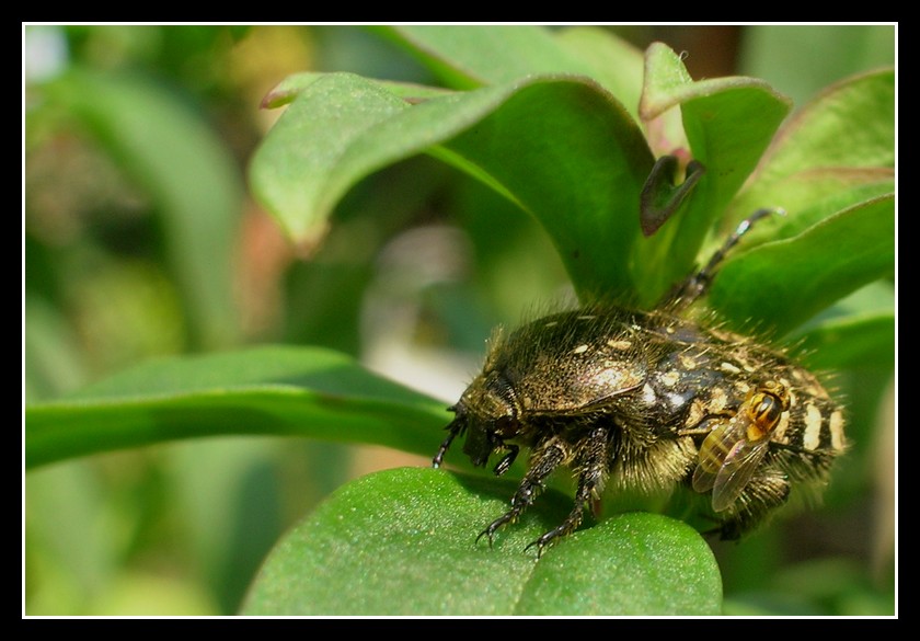 Che me lo darebbe un passaggio?