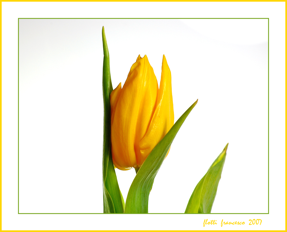 tulipano giallo