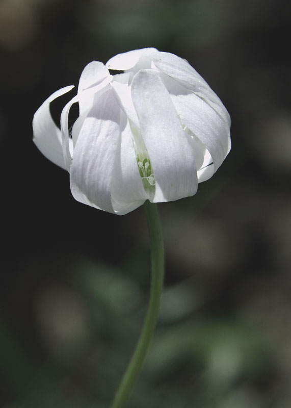 chiuso in un abbraccio di petali bianchi