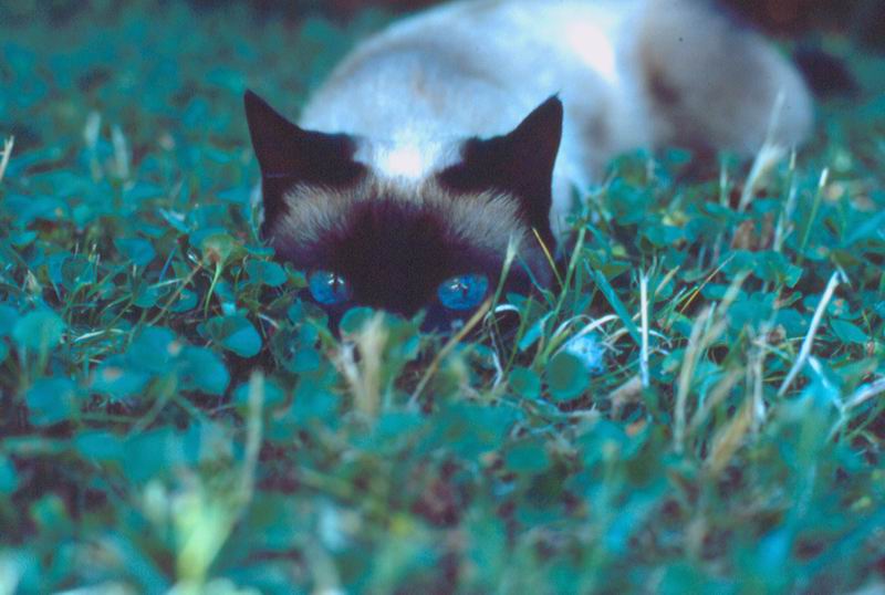 maledetto topo....prima o poi ti avro!