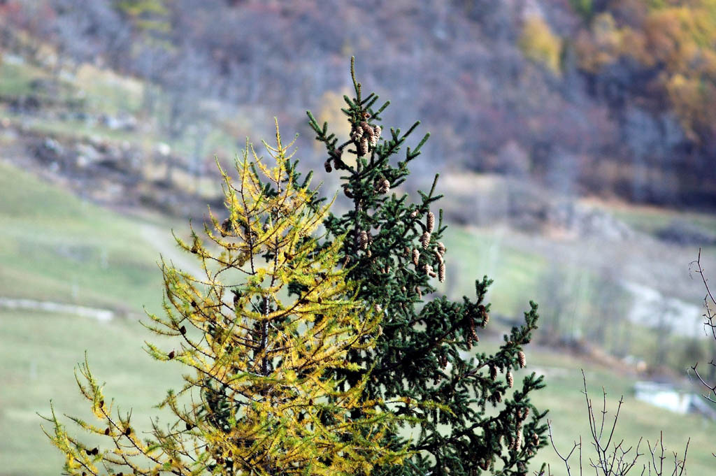 Due cugini in autunno