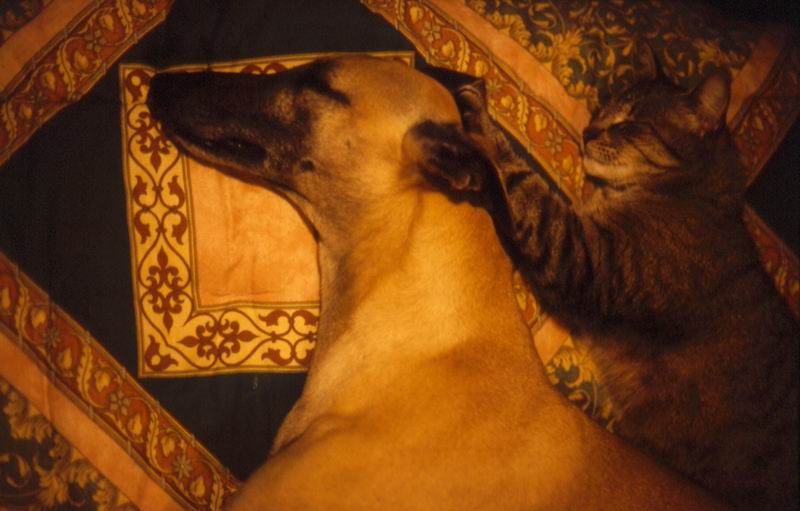 furia cavallo del west