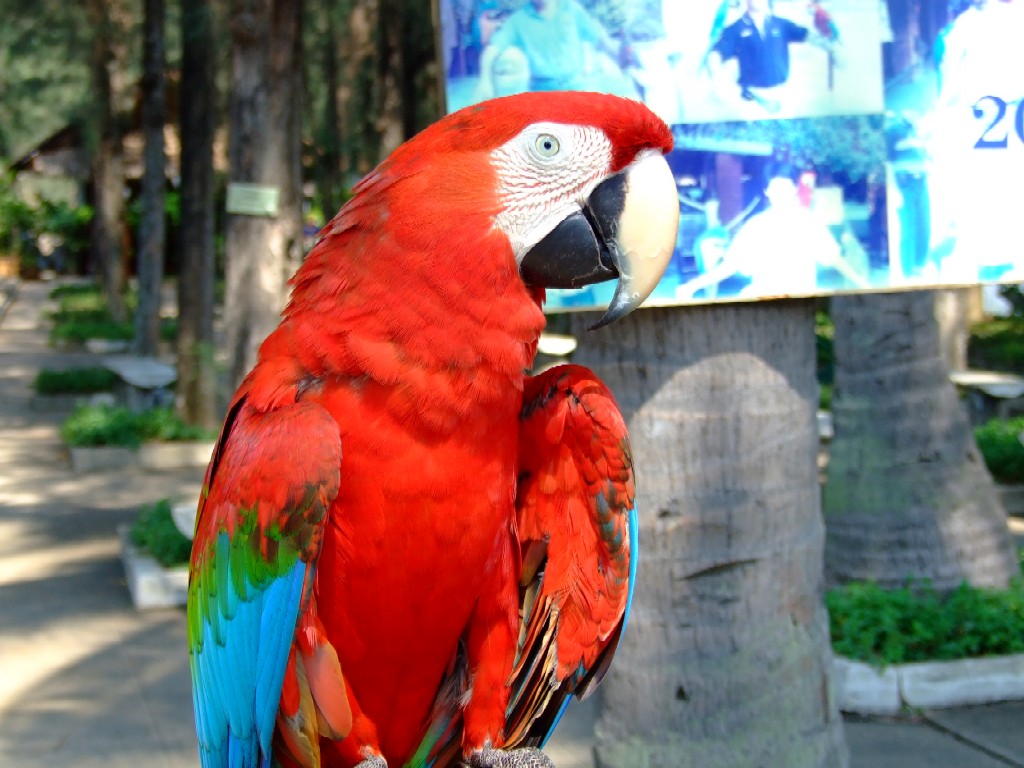 pappagallo thailandes