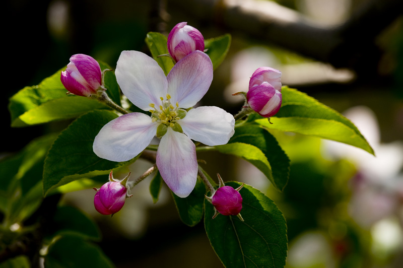 dai boccioli al fiore