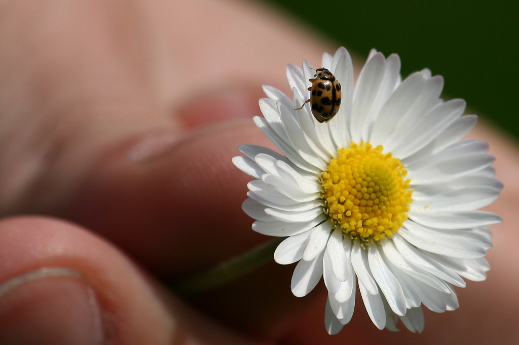 coccinella mano