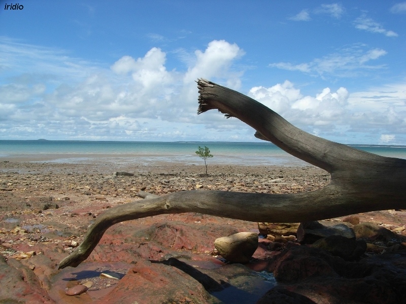 Composizione a Darwin