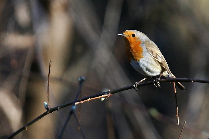 Principe delle spine