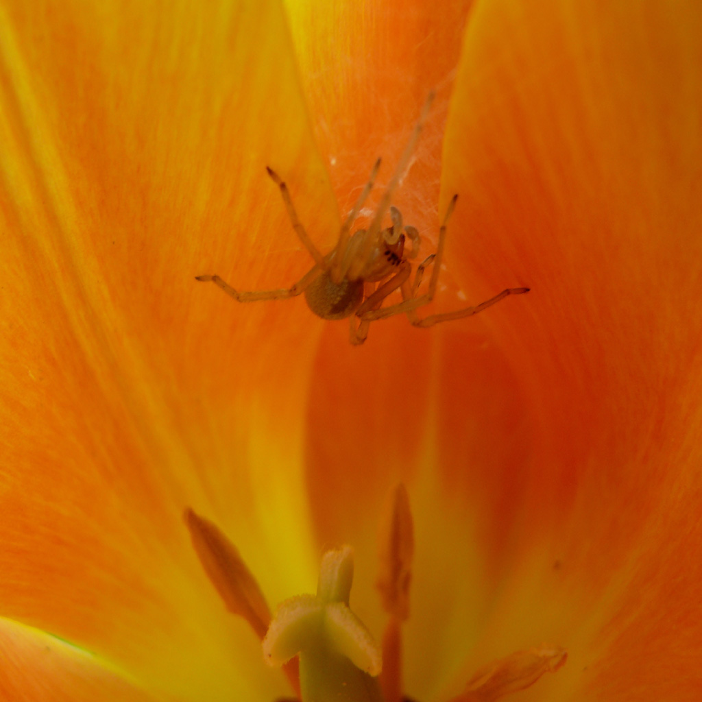 Penelope e la casa aroncione