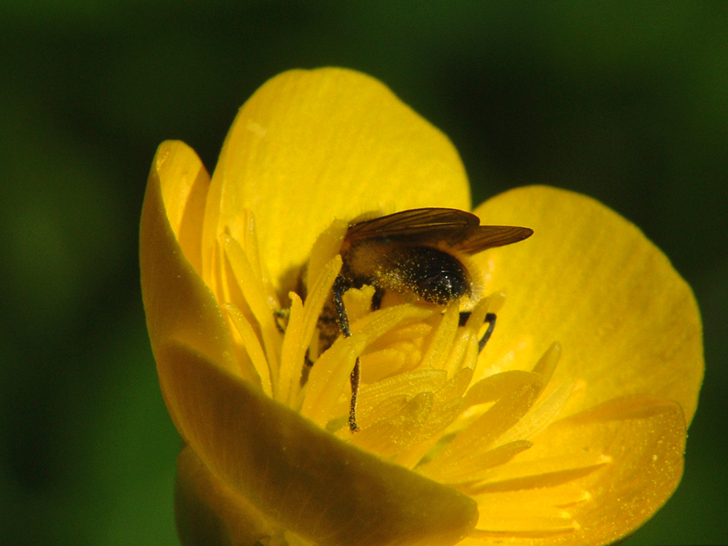 immersione nel polline