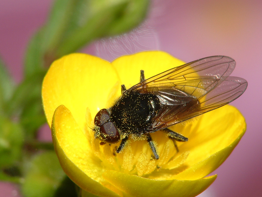 ho fregato il mestiere alle api