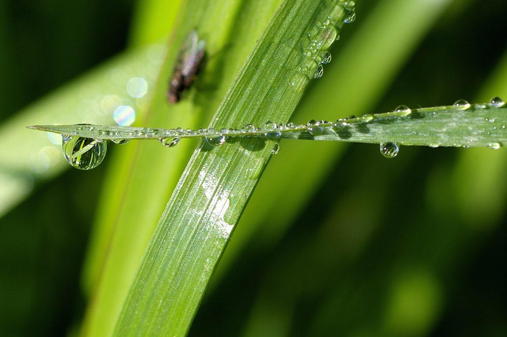 Incrocio di gocce con fantasma