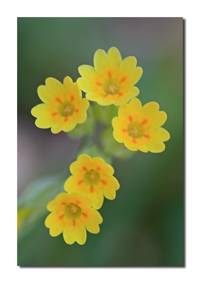 ... Pasqua in natura ...