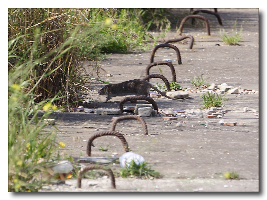 Piccolo TOPO di campagna...si f� per dire...piccolo