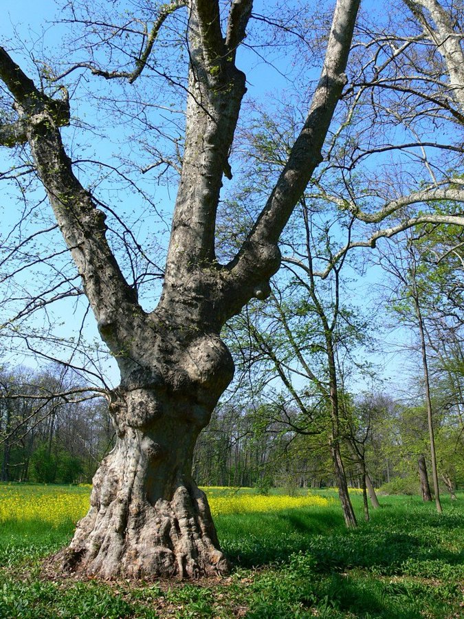 Albero secolare nel Parco di Racconigi