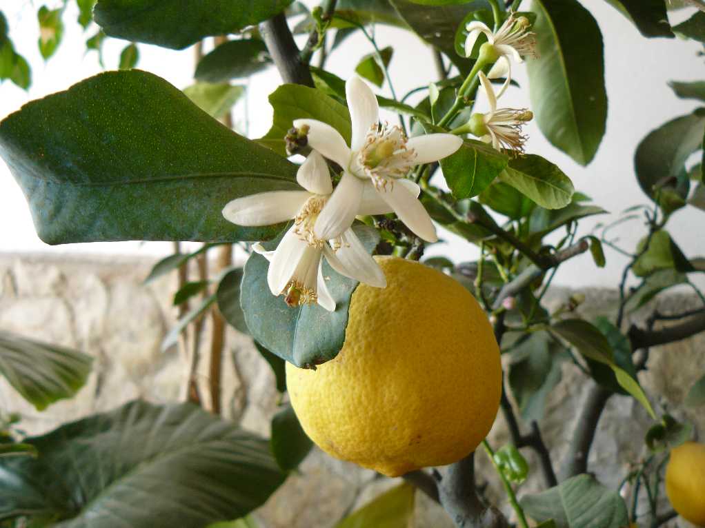 macro-limone