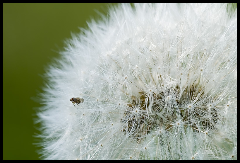 Taraxacum