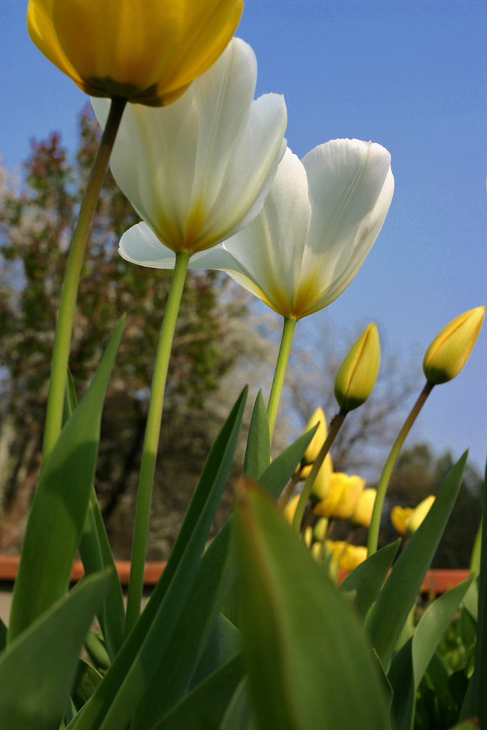 giardino che fiorisce
