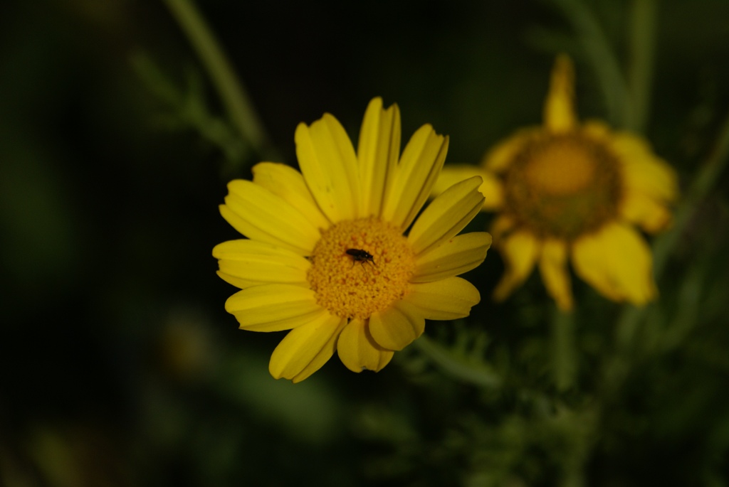 E' tempo di raccolta