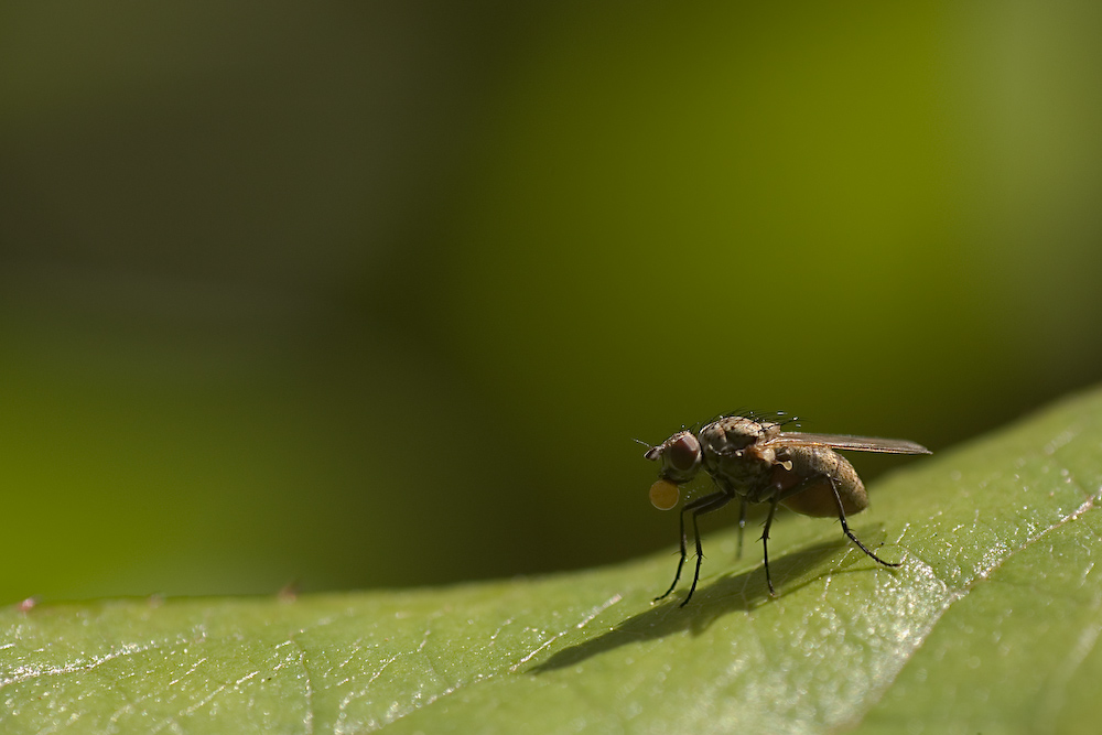 Vuoi una Big Bubble??