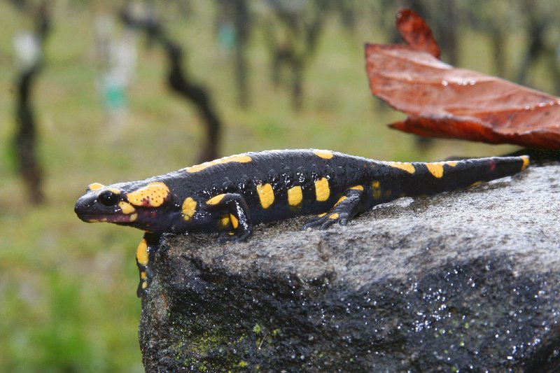 Salamandra