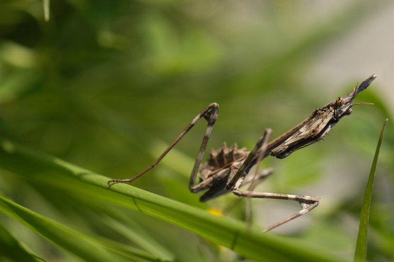 Empusa pennata (Mantide)