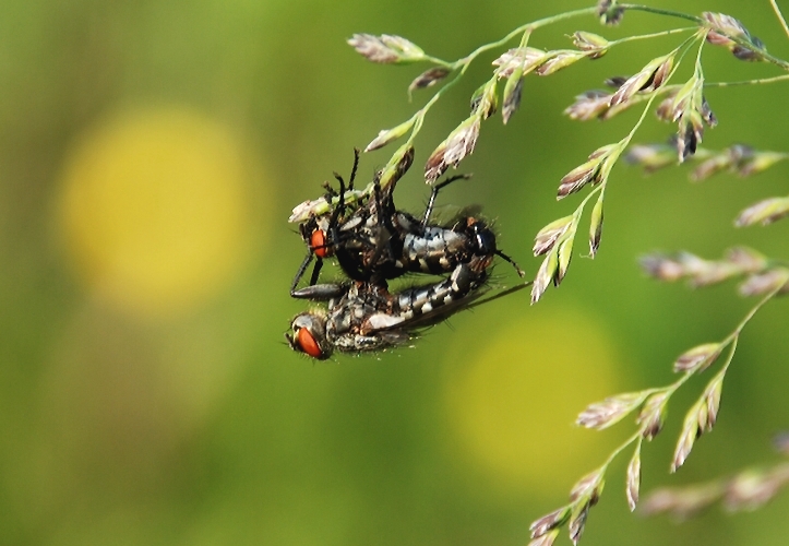 fa un po' schifo.....