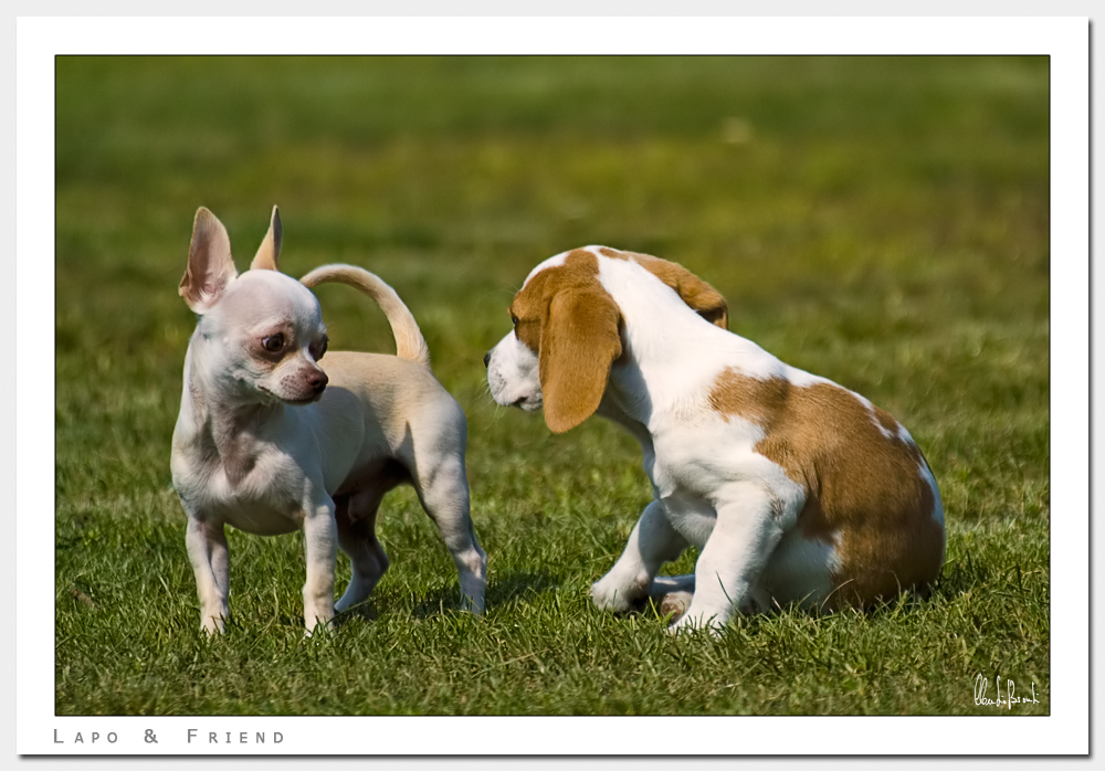 Lapo & Friend