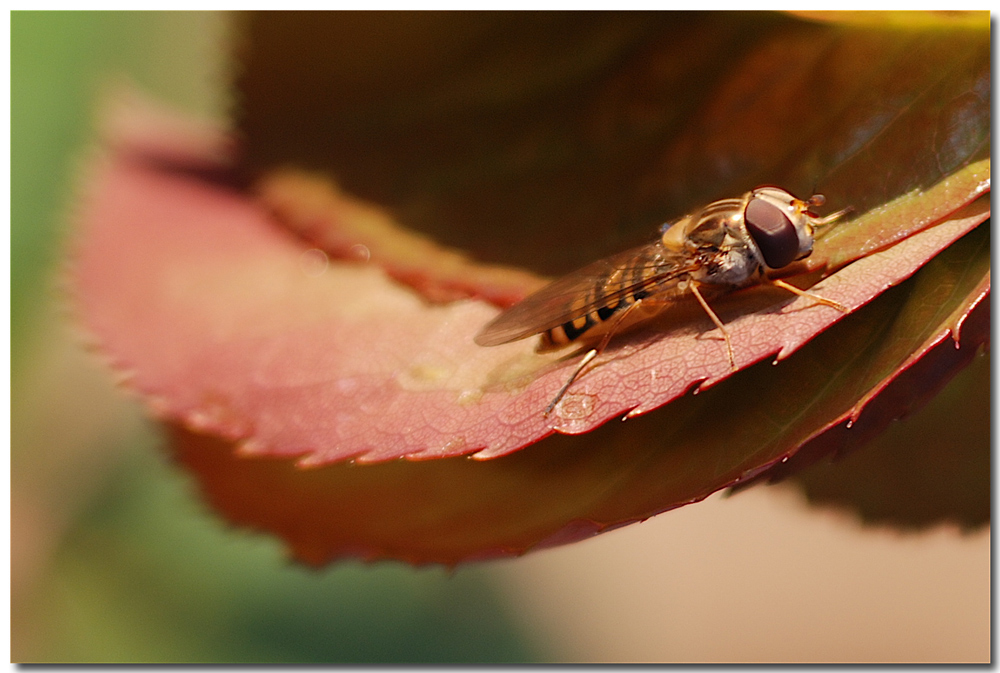 Scivolooooo.........!