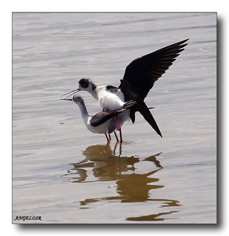 Violazione della PRIVACE....Cavaliere d'Italia alle saline di Priolo SR