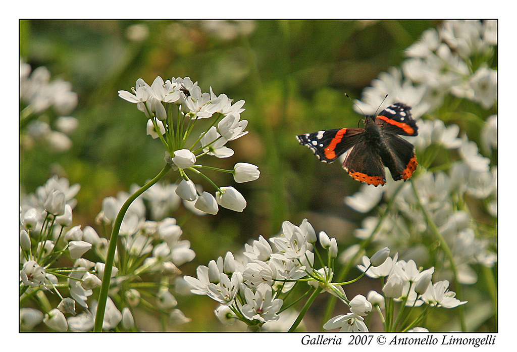 La farfalla e la mosca