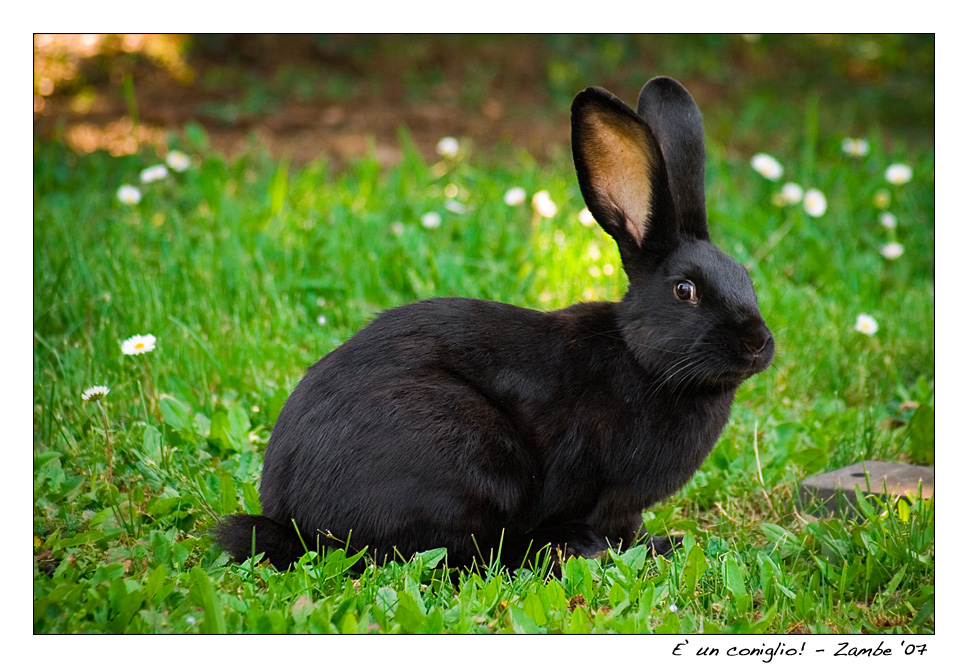 E' un coniglio!