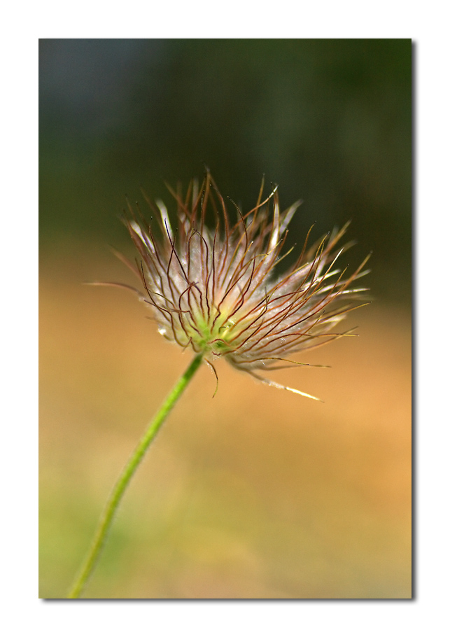 modifiche genetiche...