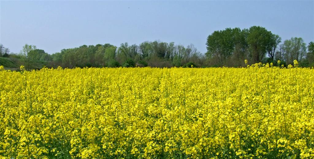 semplicemente giallo...