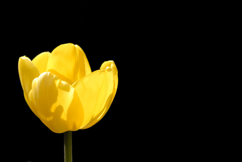 tulipano minimalista