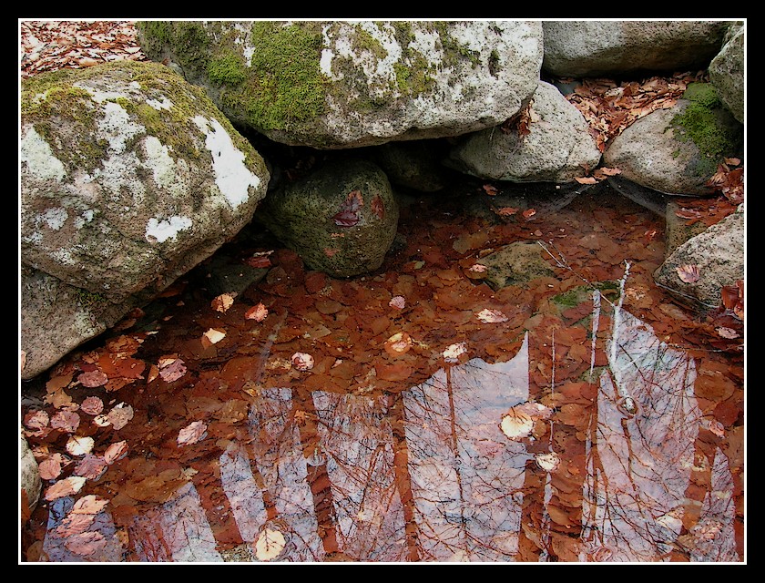 C'� uno specchio nel bosco...