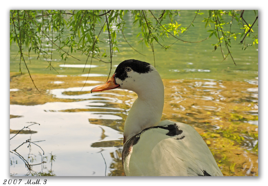 Beato all'ombra me ne st�...