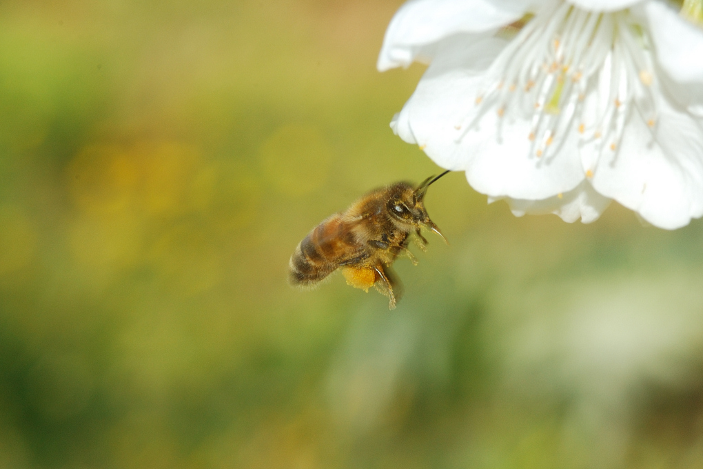 In Volo Verso il Fiore