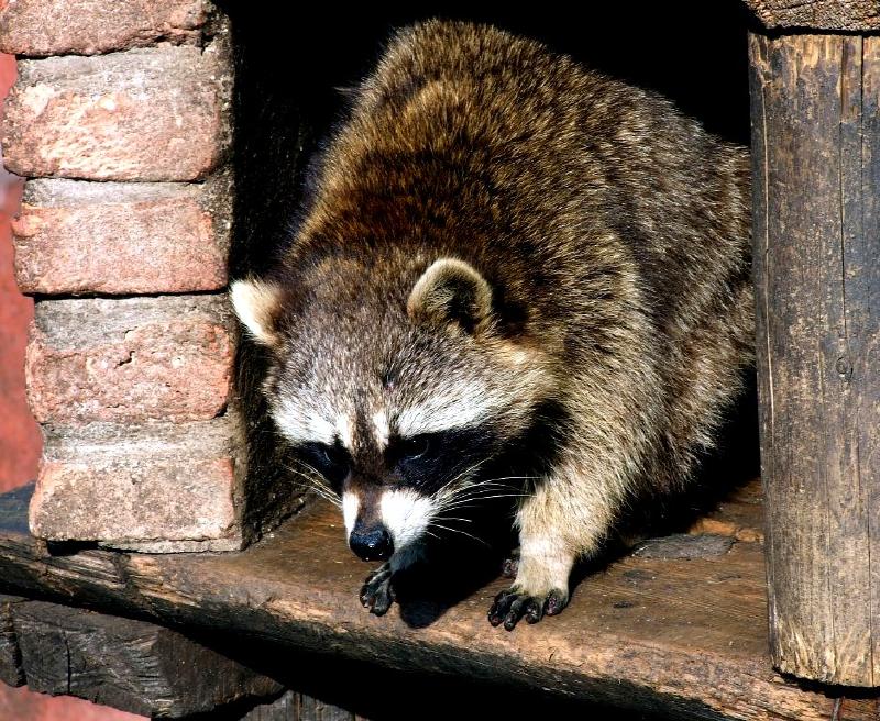 Al giardino zoologico...