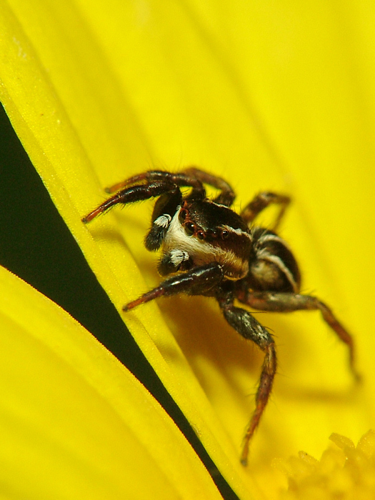 mini saltatore su fondo giallo!