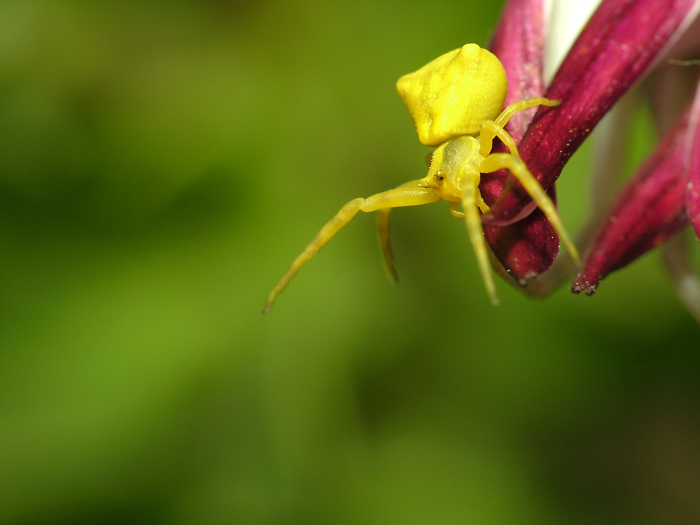 dal mostro rosa...al mostro giallo...