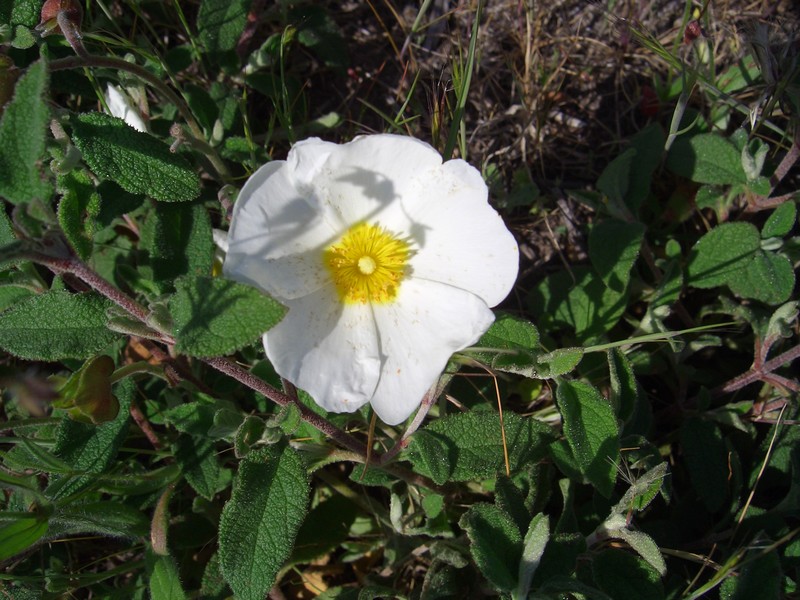 tenero fiore di campo