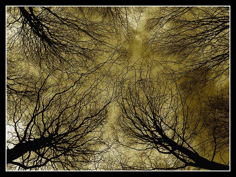 The Blair Witch Project 2