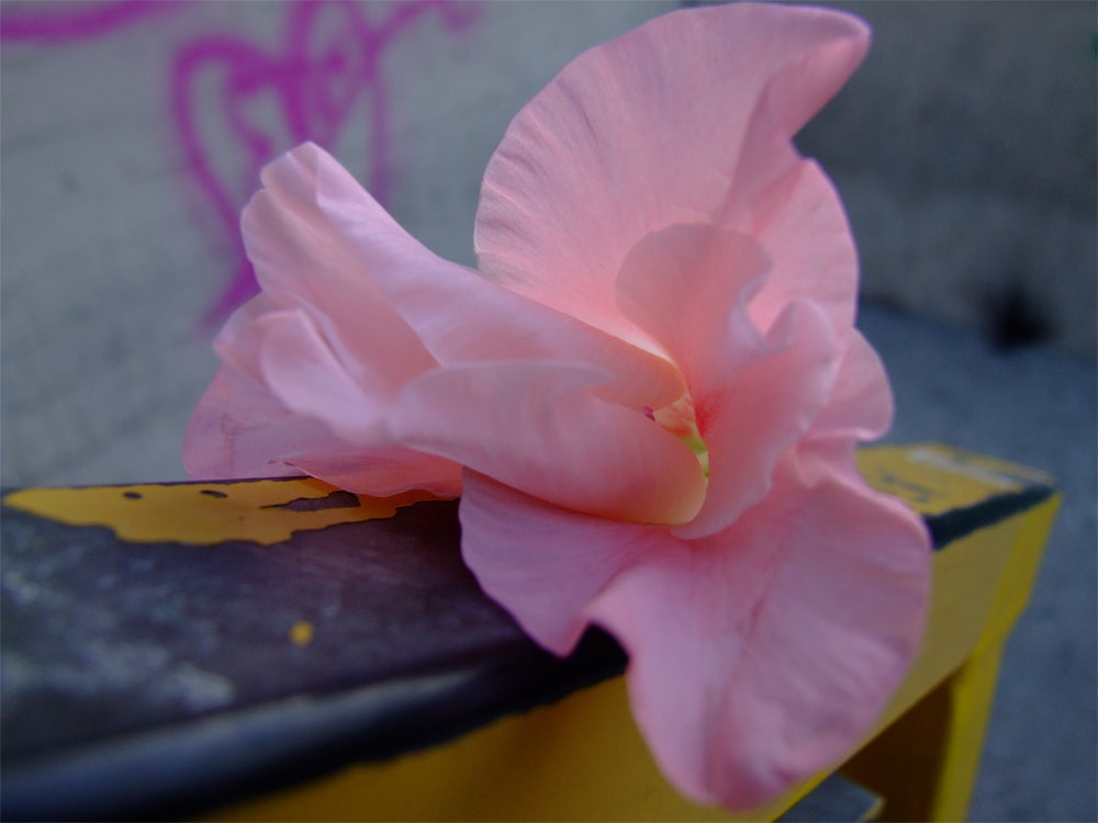 il fiore del mattino