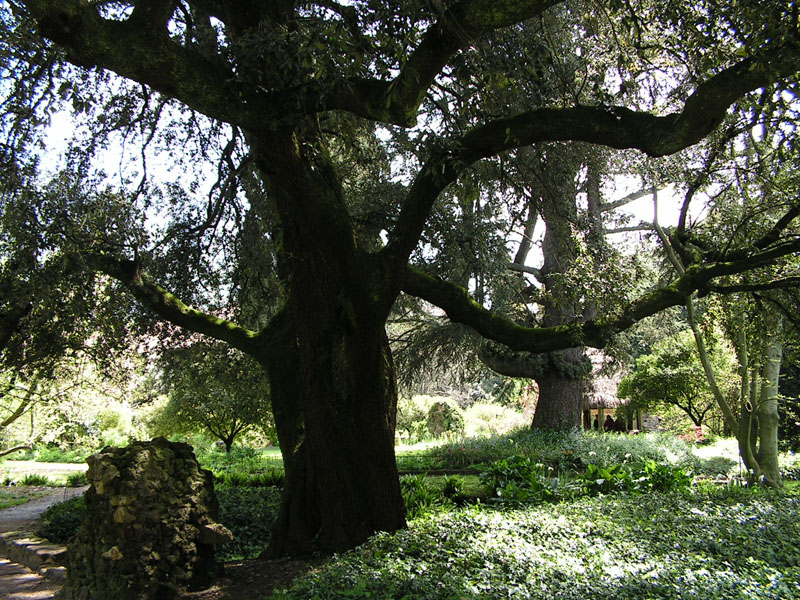 Albero - Ninfa - Latina