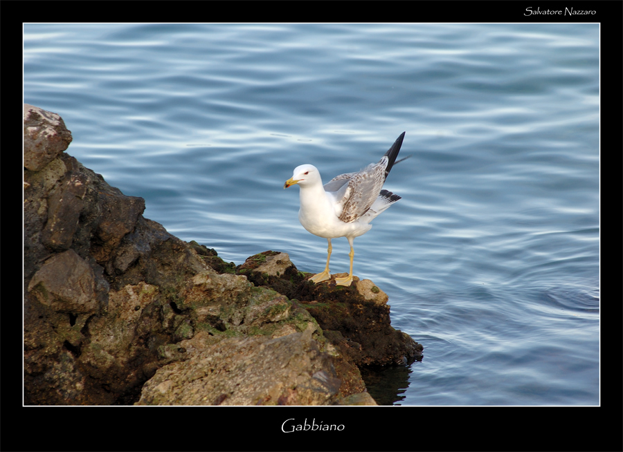 il gabbiano